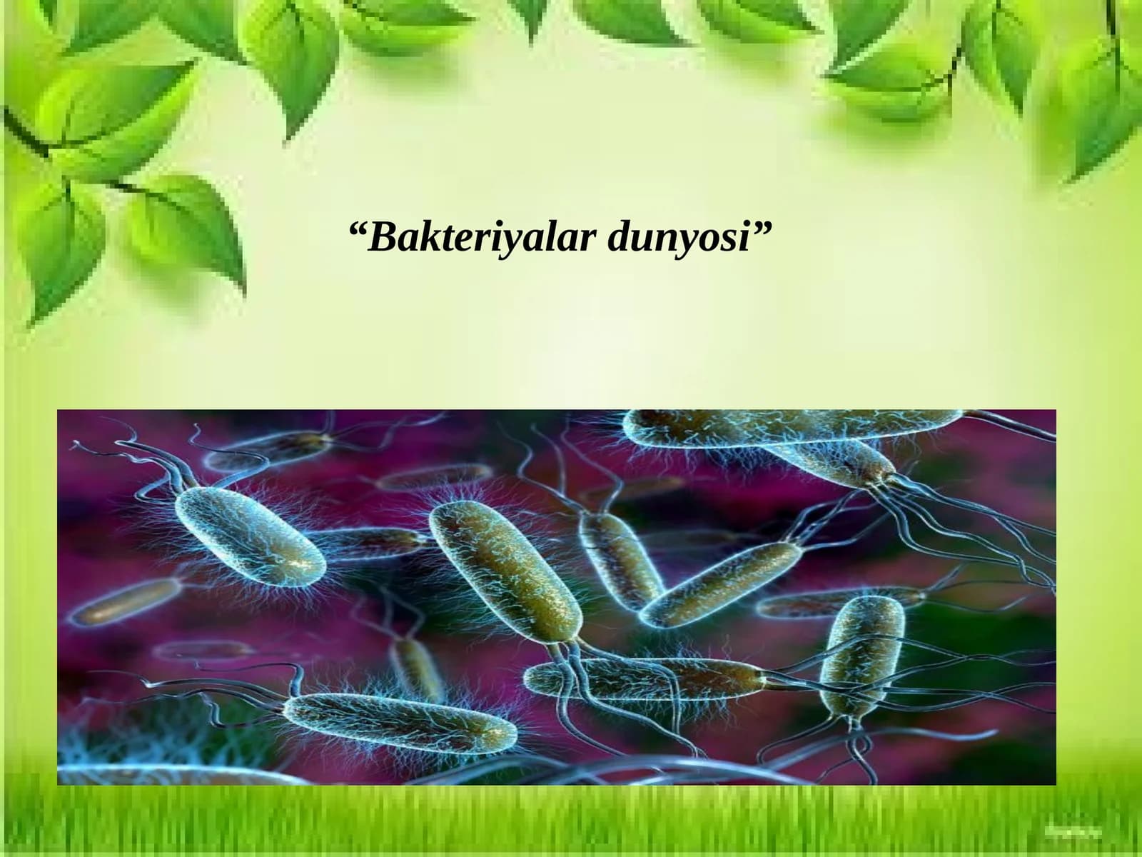 Bakteriyalardunyosi