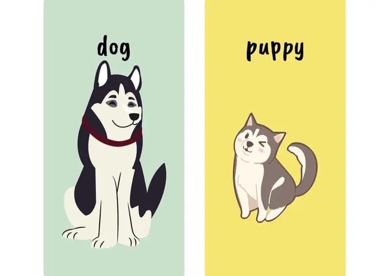 Animals