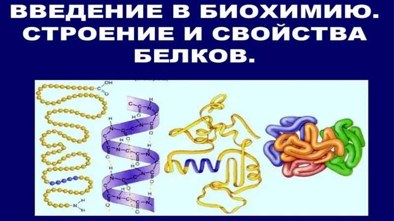 СТРОЕНИЕ И СВОЙСТВА БЕЛКОВ