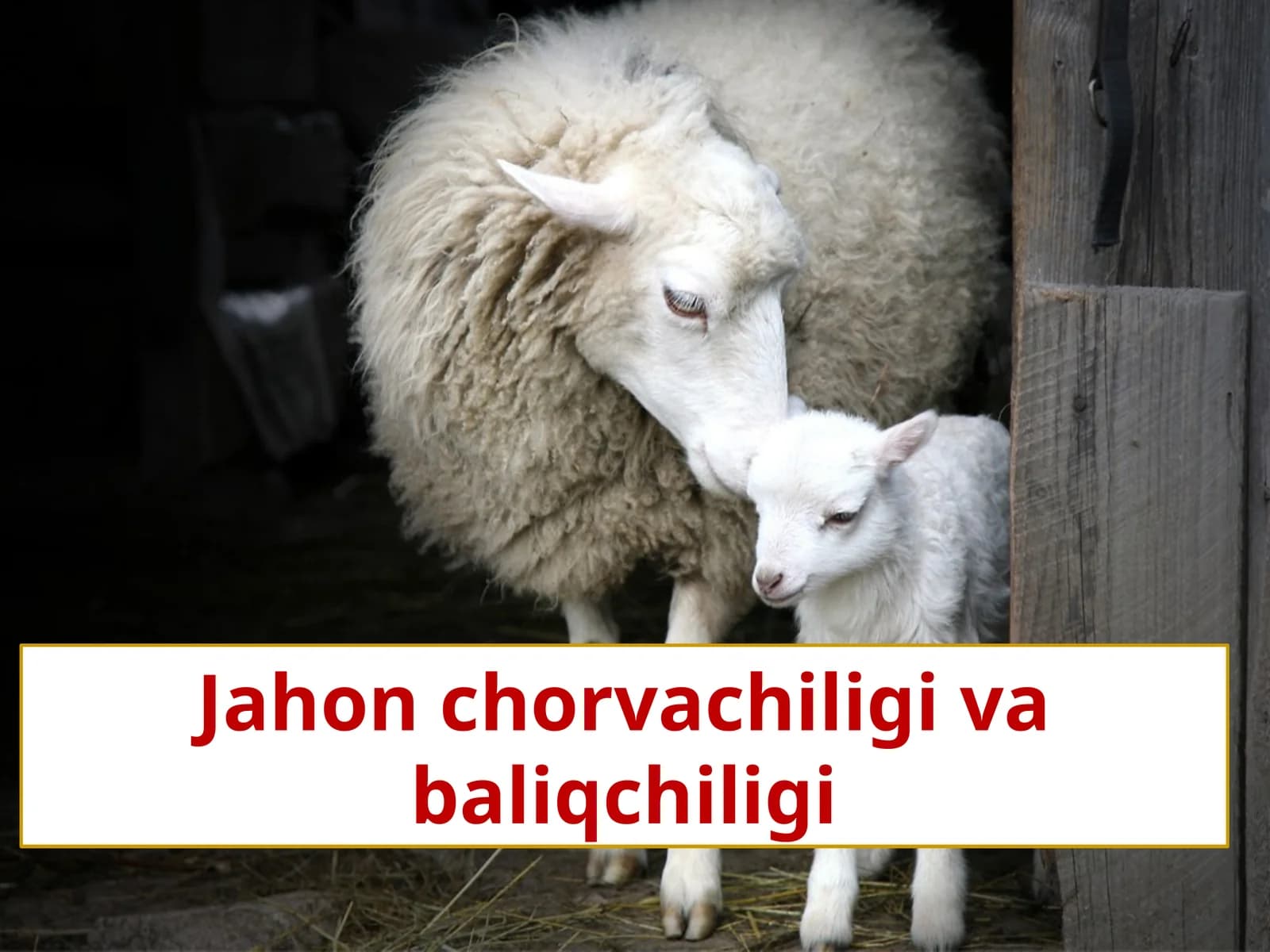 Jahon chorvachiligi va baliqchiligi