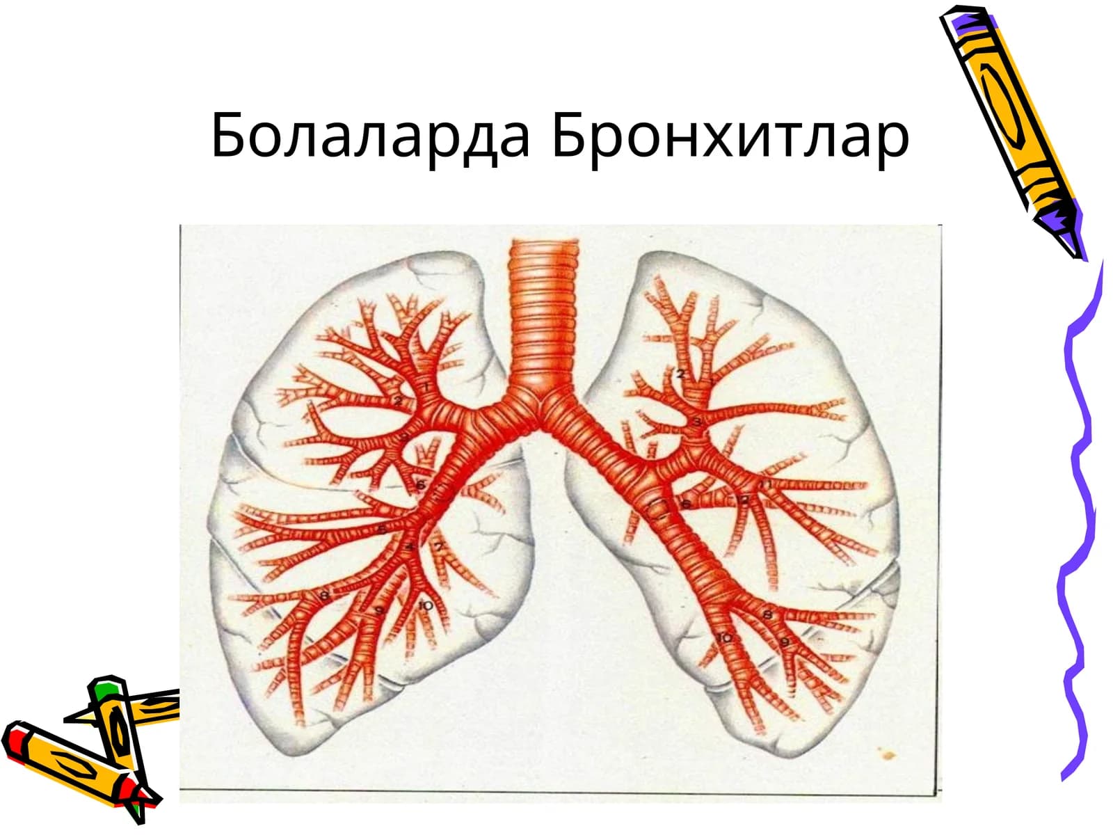 Болаларда Бронхитлар
