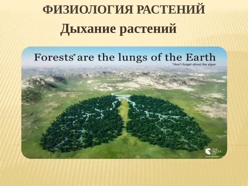 Физиология растений