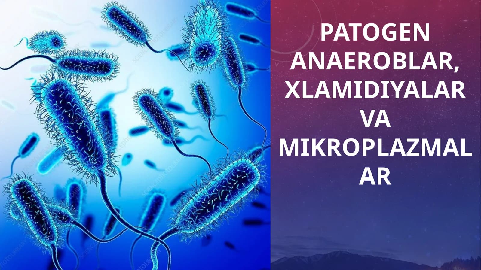 Patogen Anaeroblar, Xlamidiyalar va Mikroplazmalar