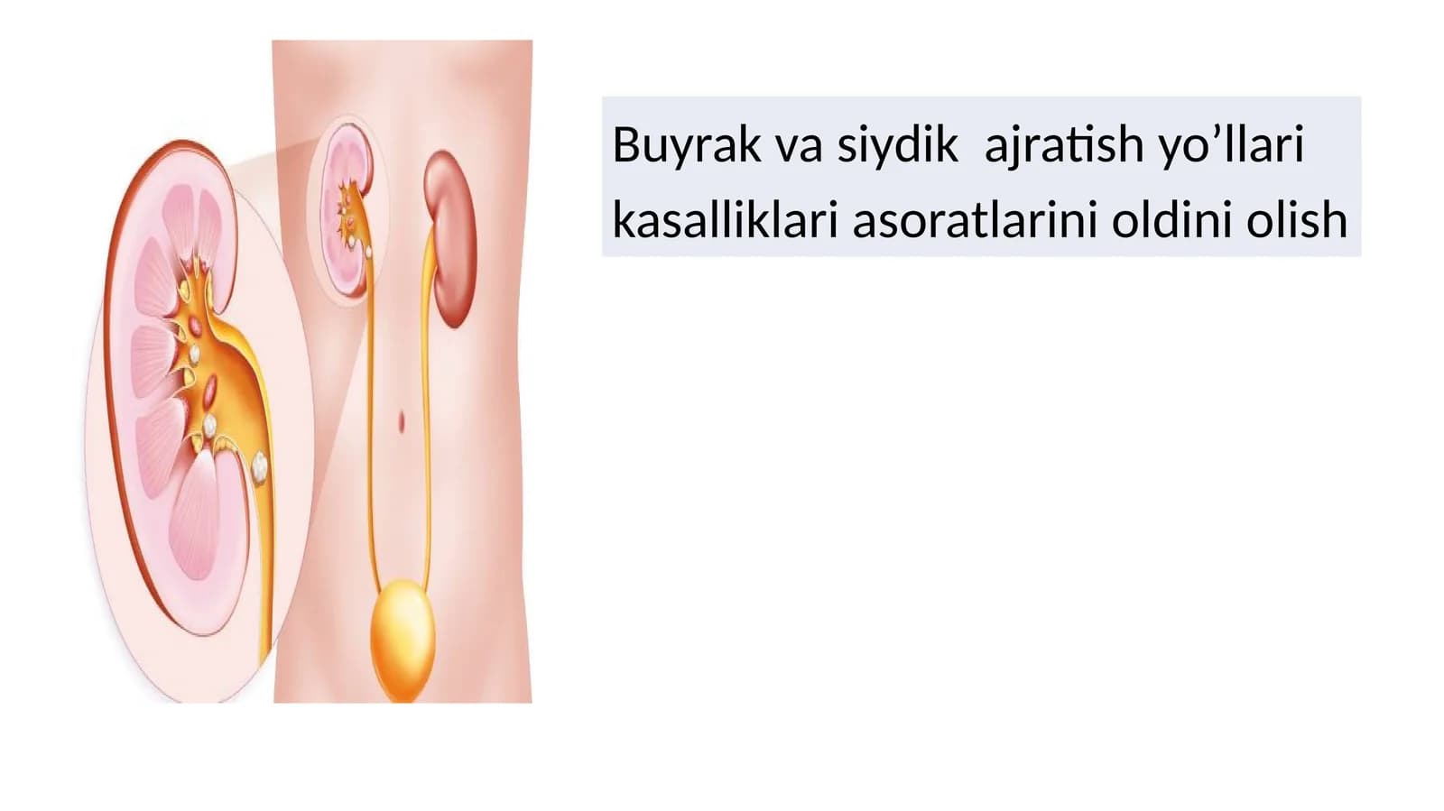 buyrak va siydik yo'li kasalliklari
