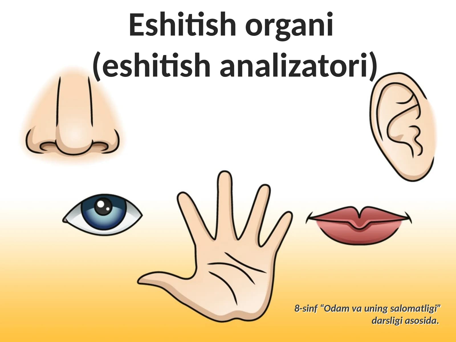 Eshitish organi (eshitish analizatori)
