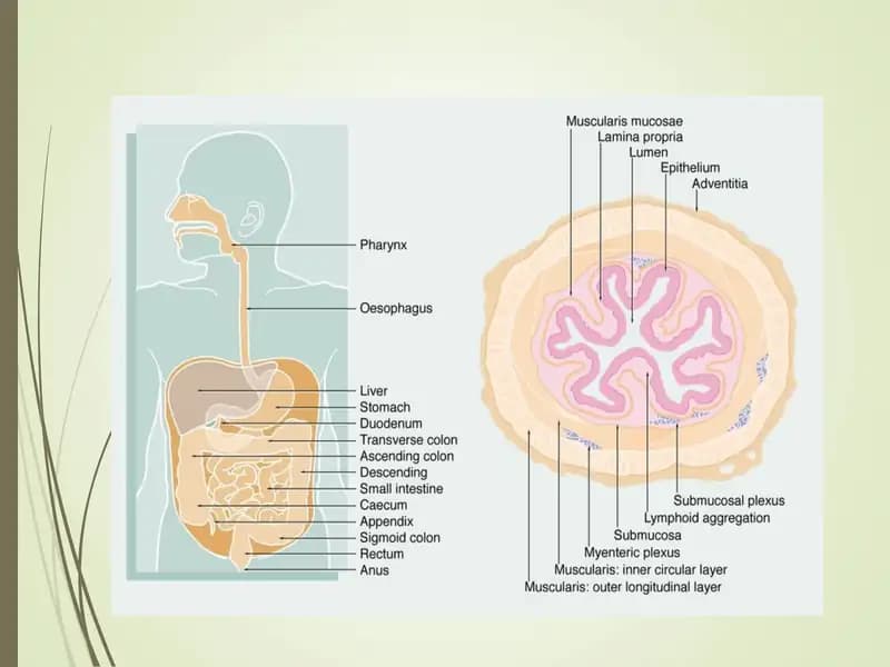 gastrit