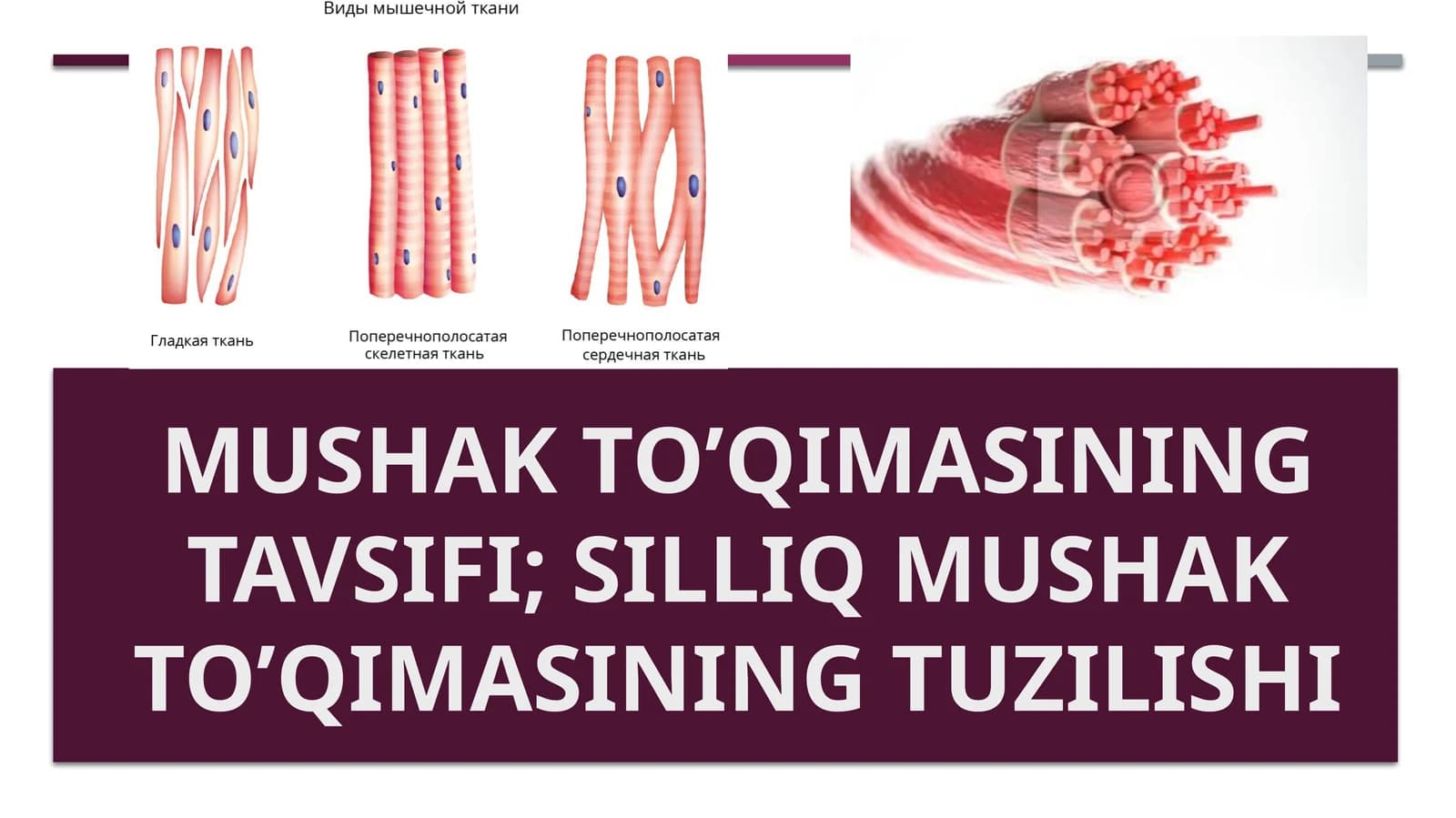 Mushak to’qimasi