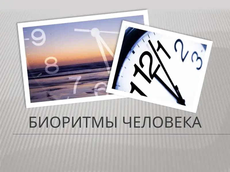 Биоритмы человека