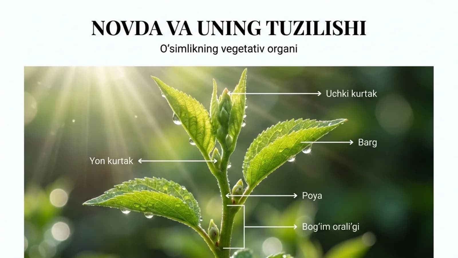 Novda va uning tuzilishi