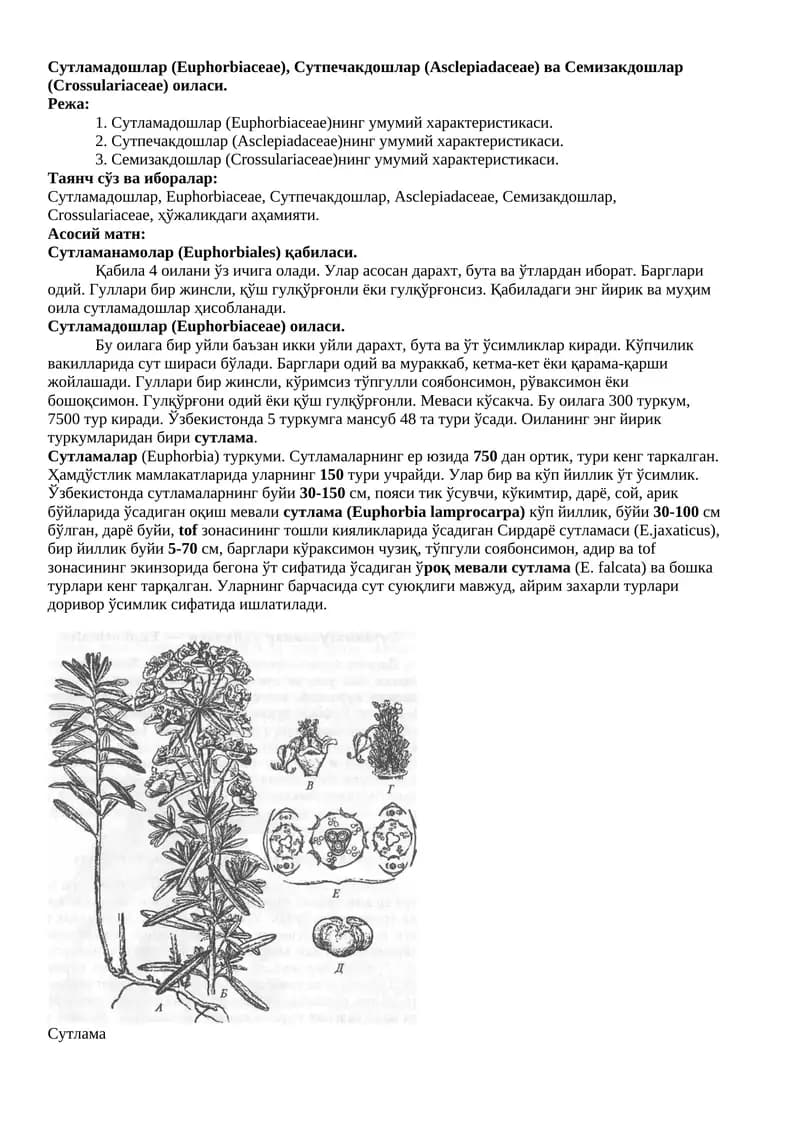 Сутламадошлар (Euphorbiaceae)