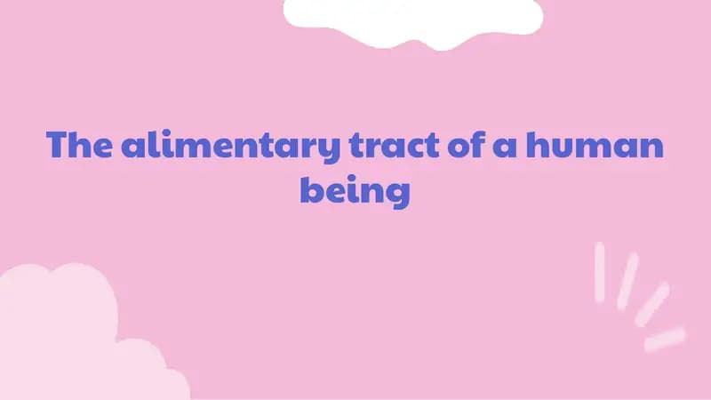 The alimentary tract of a human being