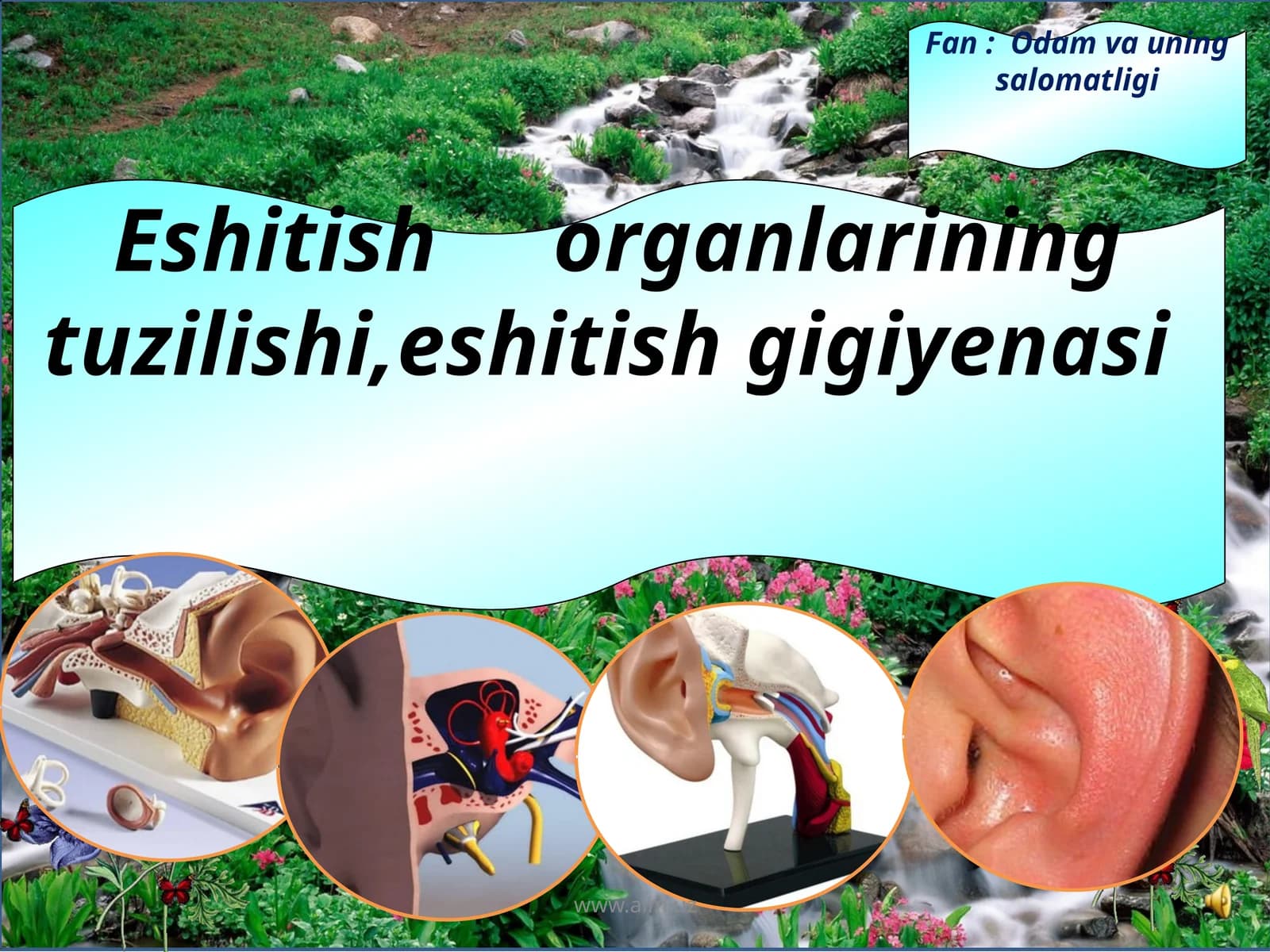 Eshitish organlarining tuzilishi