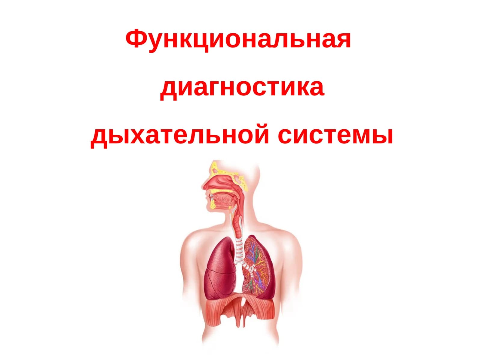 Функциональная диагностика дыхательной системы