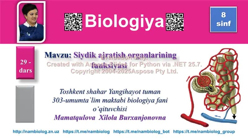 Siydik ajratish organlarining funksiyasi