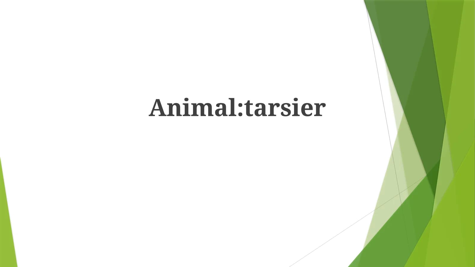 Tarsier