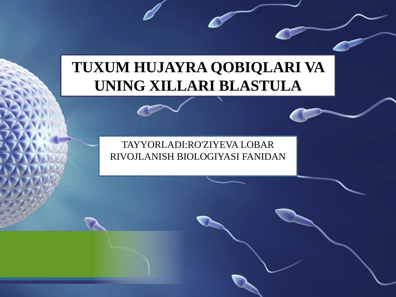 TUXUM HUJAYRA QOBIQLARI VA UNING XILLARI BLASTULA