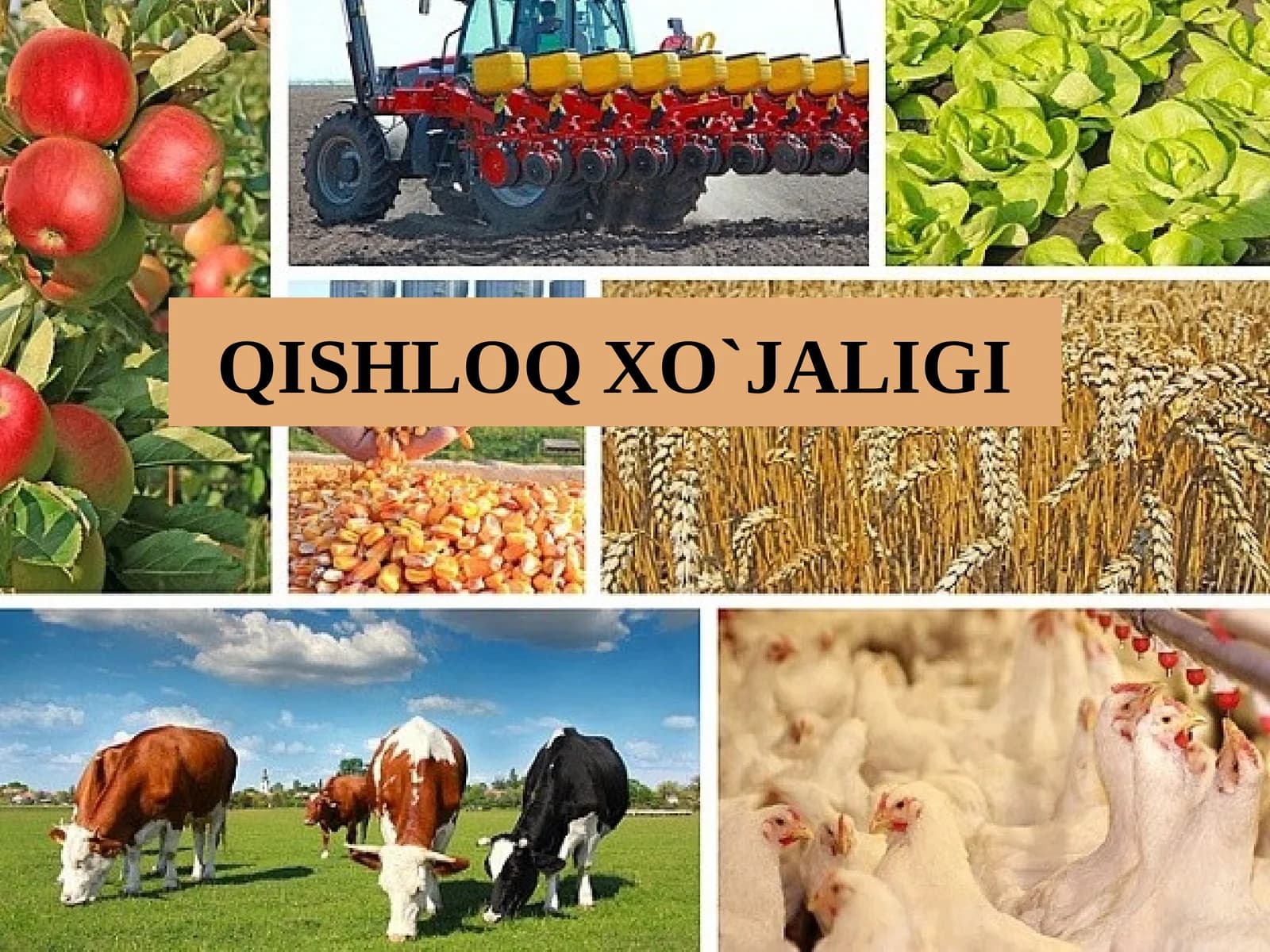 QISHLOQ XO`JALIGI