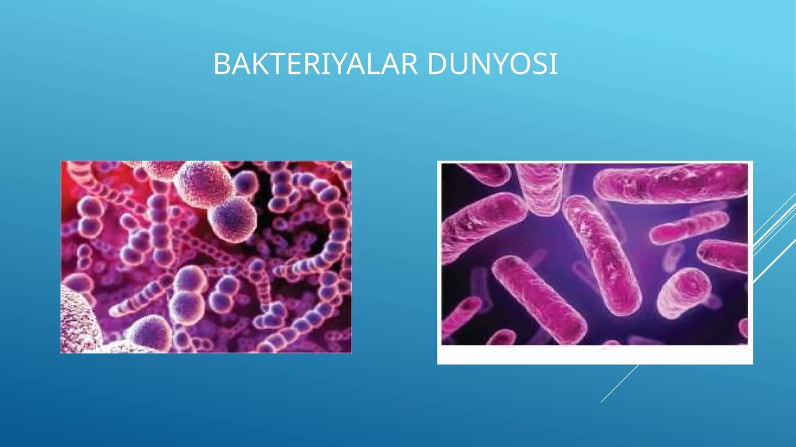 Bakteriyalar dunyosi