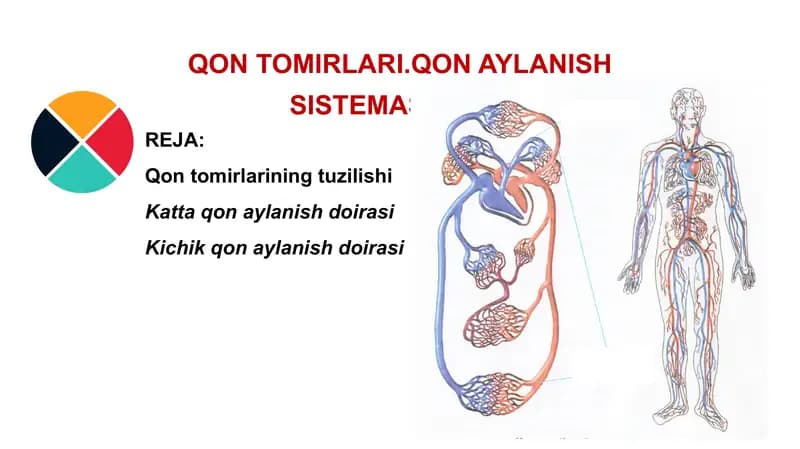 QQON TOMIRLARI.QON AYLANISH SISTEMASI