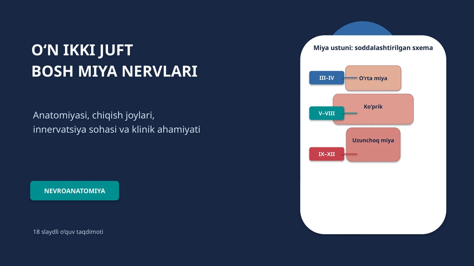 O‘N IKKI JUFT BOSH MIYA NERVLARI