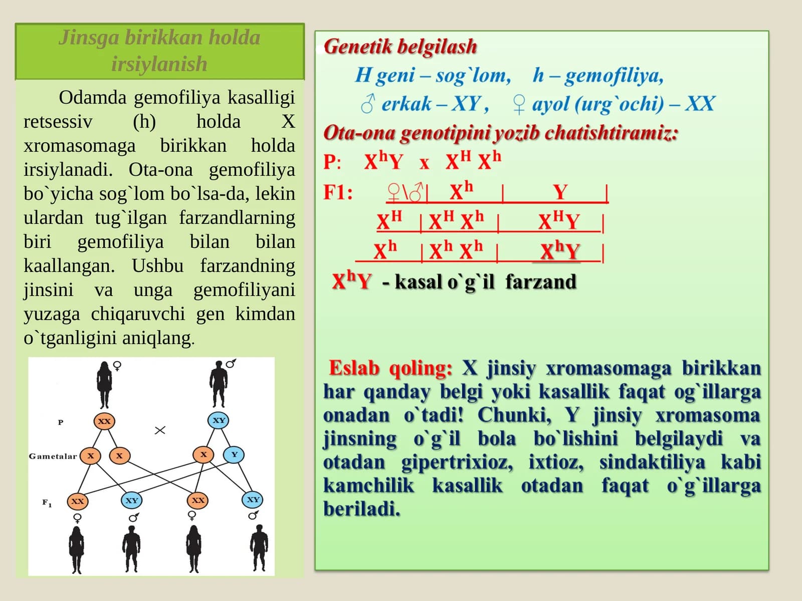 Jinsga birikkan holda irsiylanish