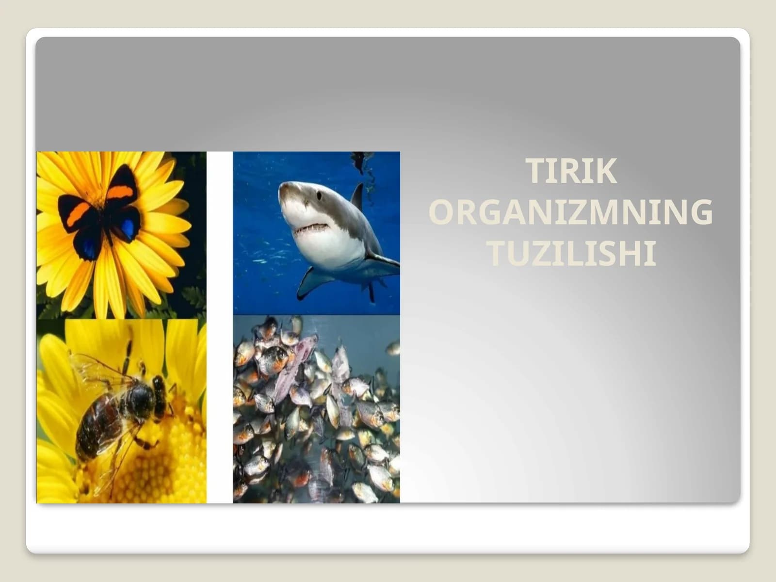 TIRIK ORGANIZMNING TUZILISHI