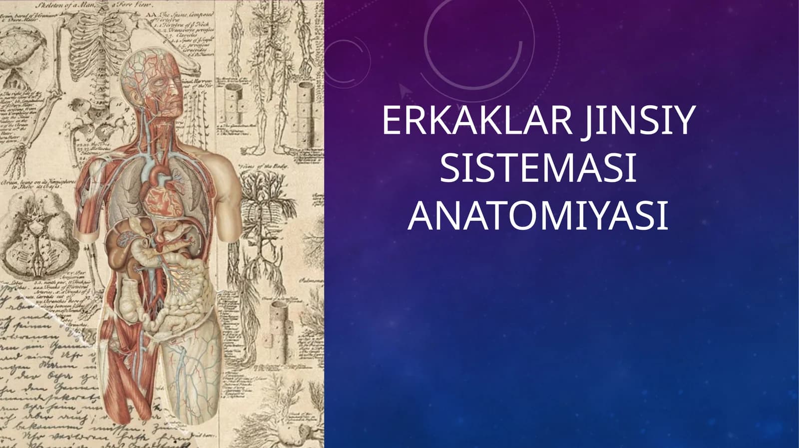 Erkaklar jinsiy sistemasi anatomiyasi