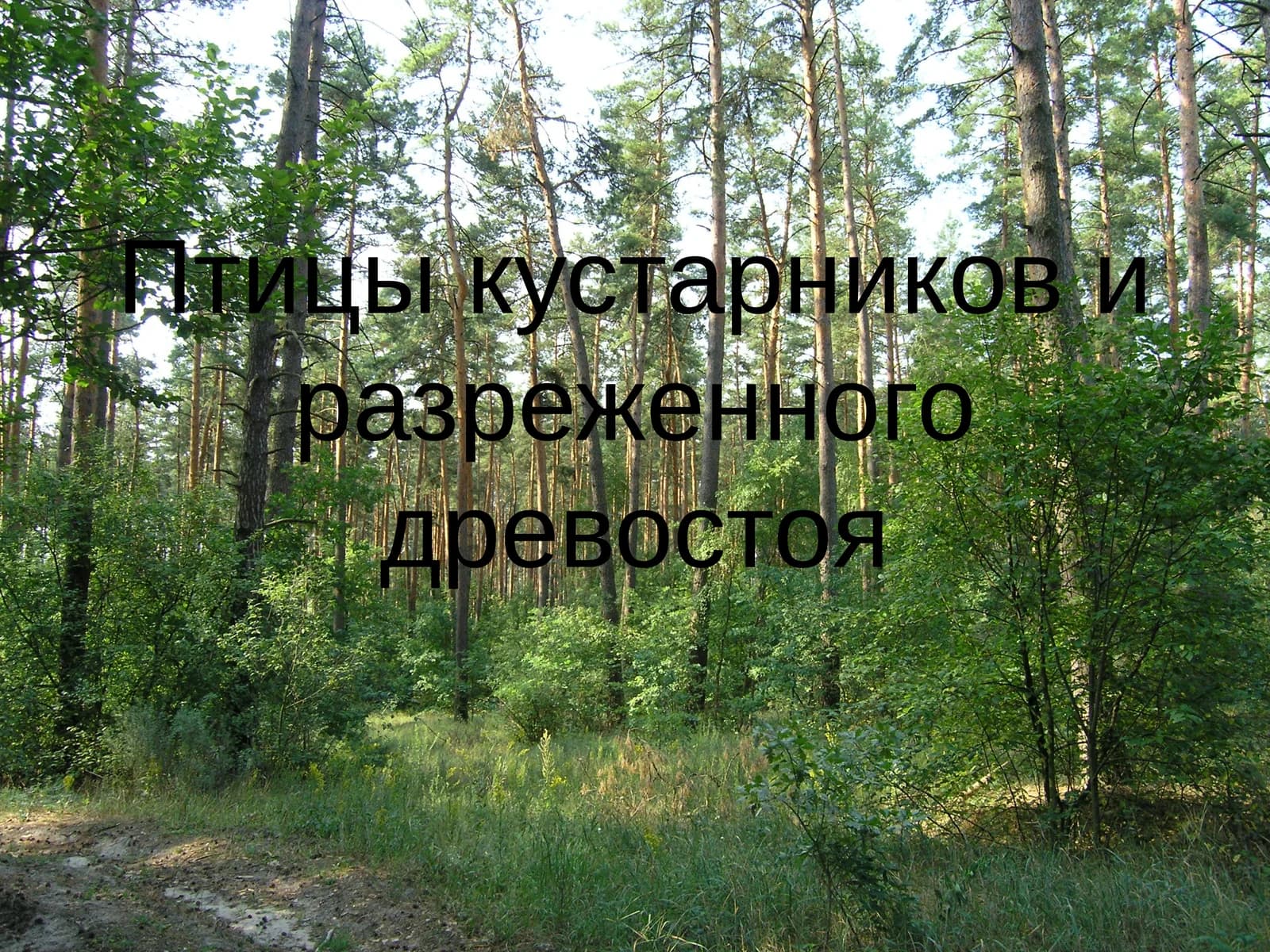 Обыкновенная горлица