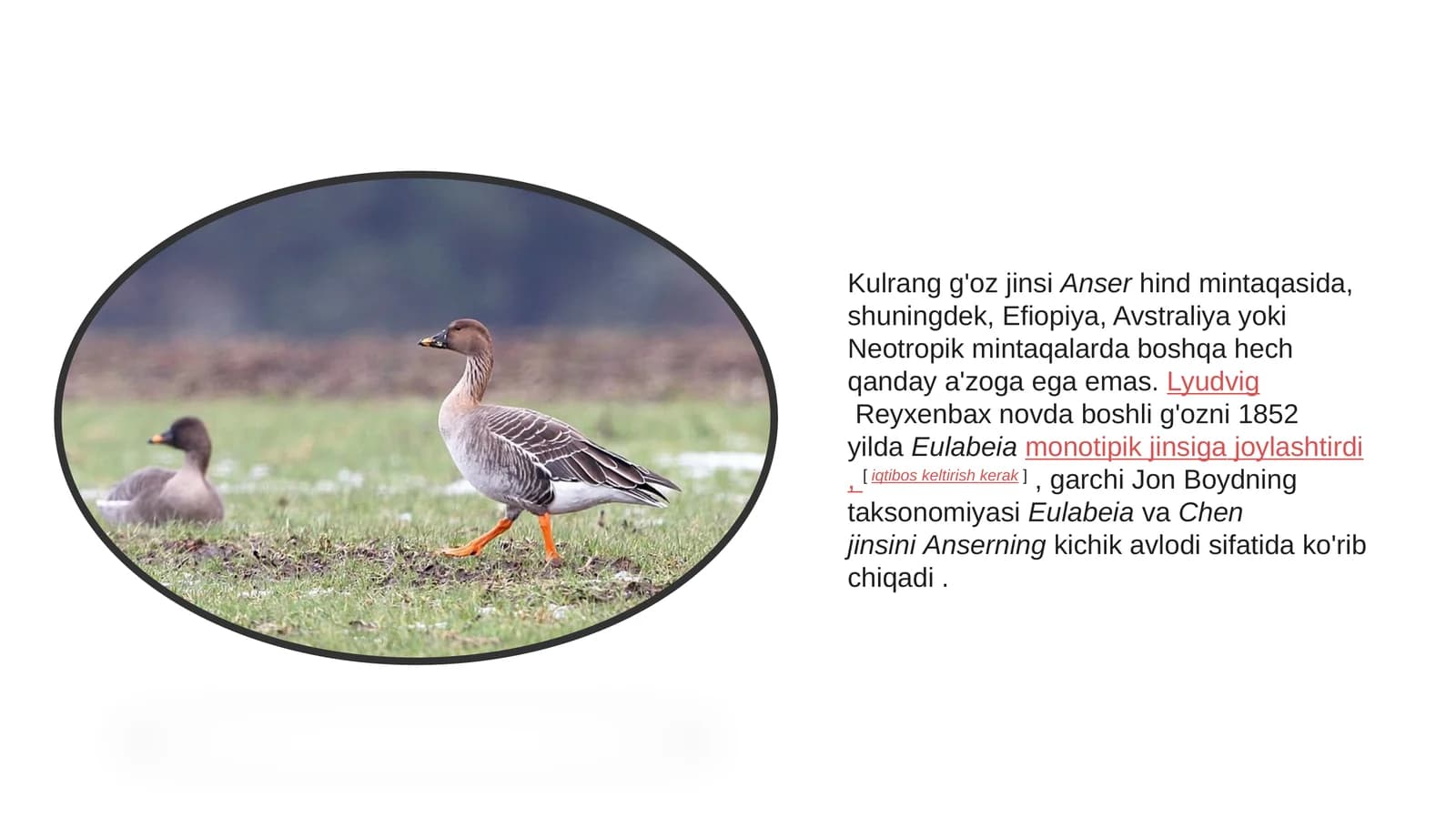 Kulrangg'oz jinsi