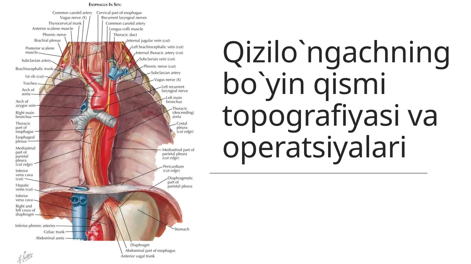 Qizilo`ngachningbo`yinqismitopografiyasivaoperatsiyalari