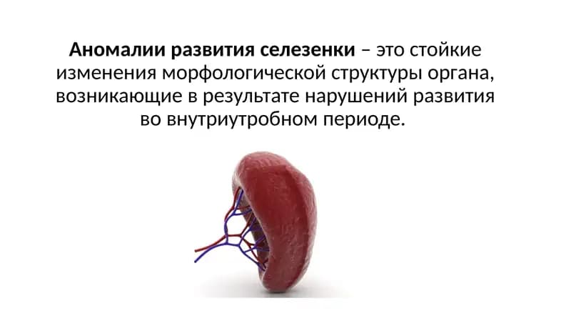 Аномалии развития селезенки – это стойкие изменения морфологической структуры органа, возникающие