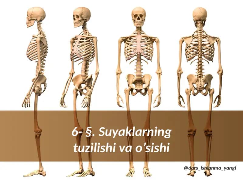 §.Suyaklarning tuzilishi va o'sishi