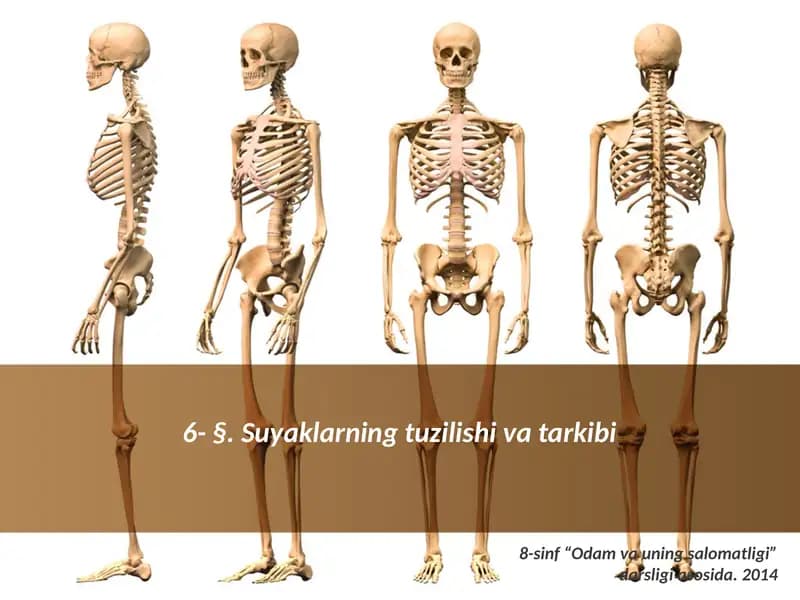 Suyaklarning tuzilishi va tartibi