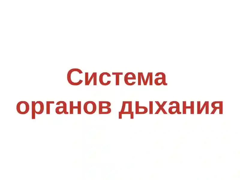 Система органов дыхания