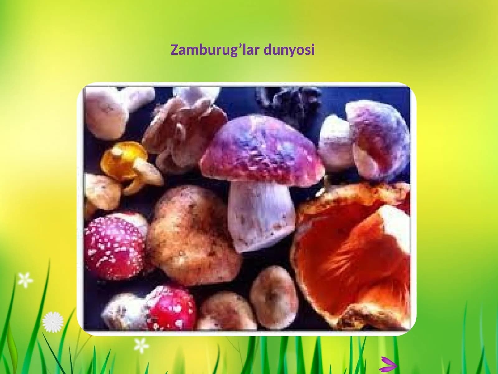 Zamburug’lardunyosi