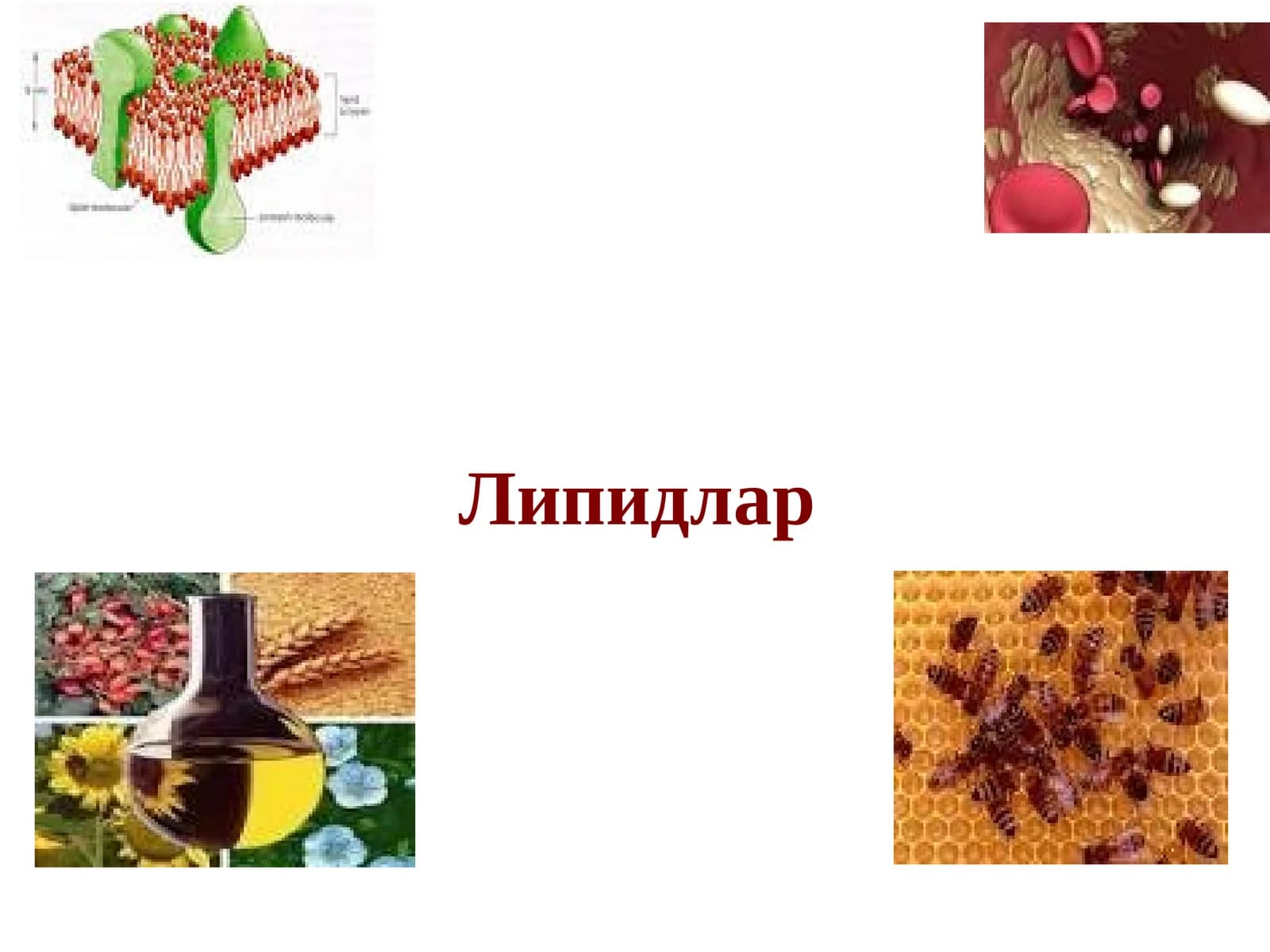 Липидлар