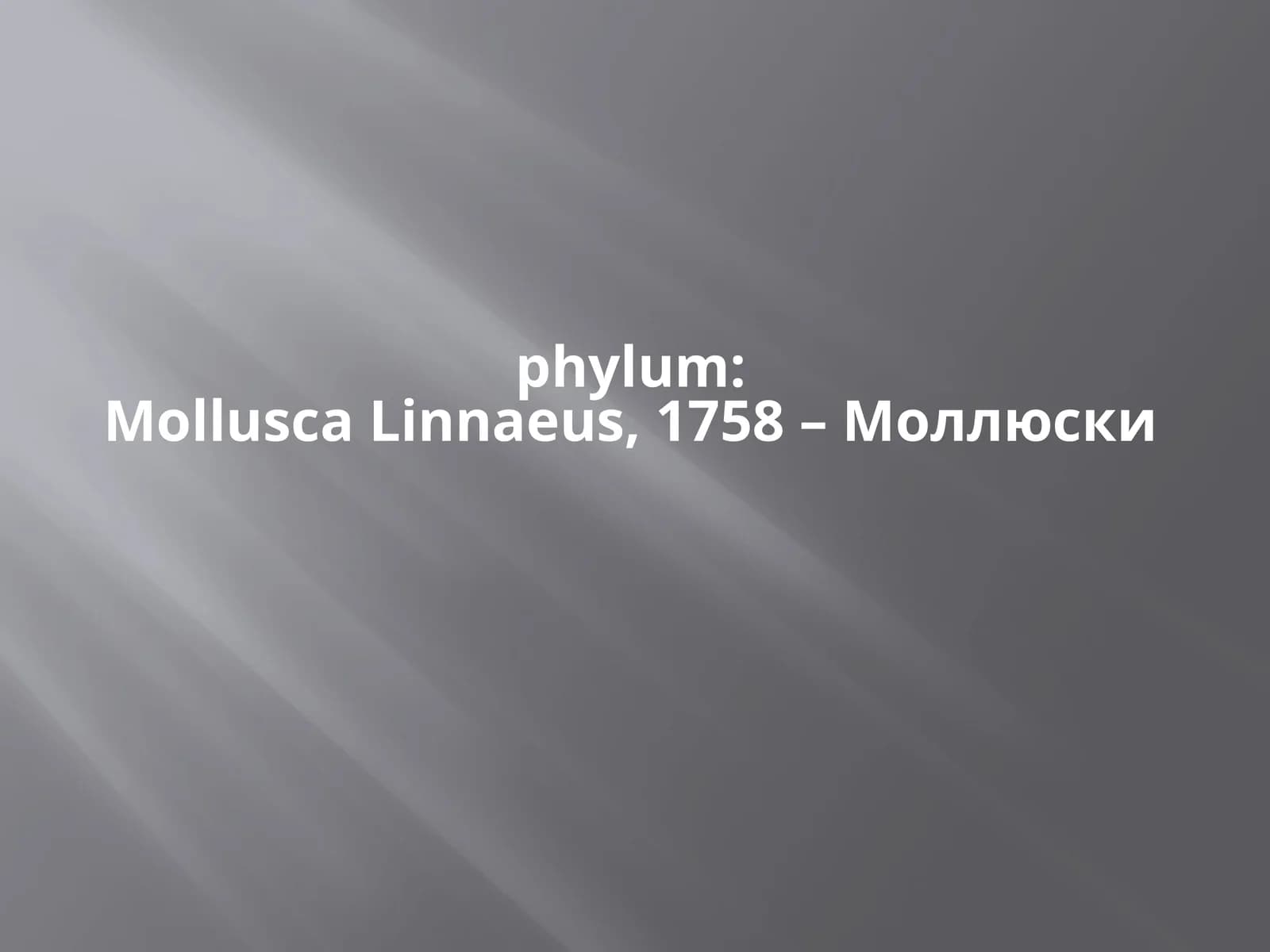 phylum:MolluscaLinnaeus,1758 – Моллюски
