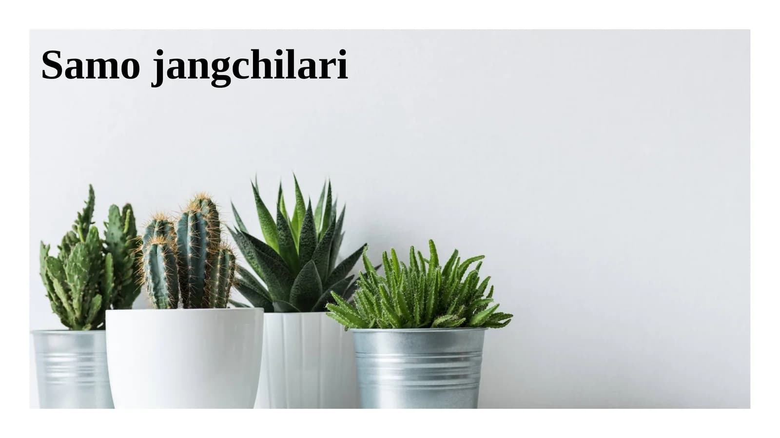 Samo jangchilari