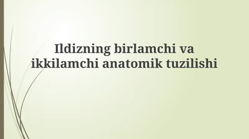 Ildizning birlamchi anatomik tuzilishi
