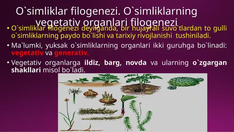 O`simliklar filogenezi