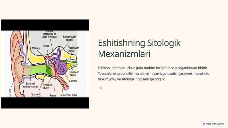 Eshitishning Sitologik Mexanizmlari