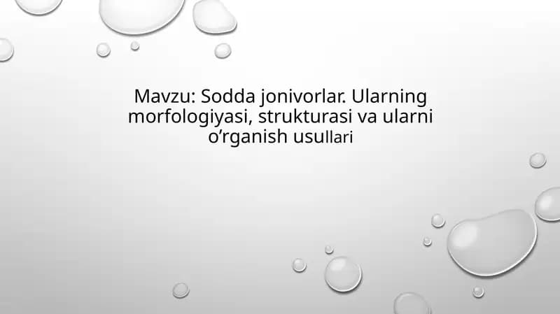 Sodda hayvonlar