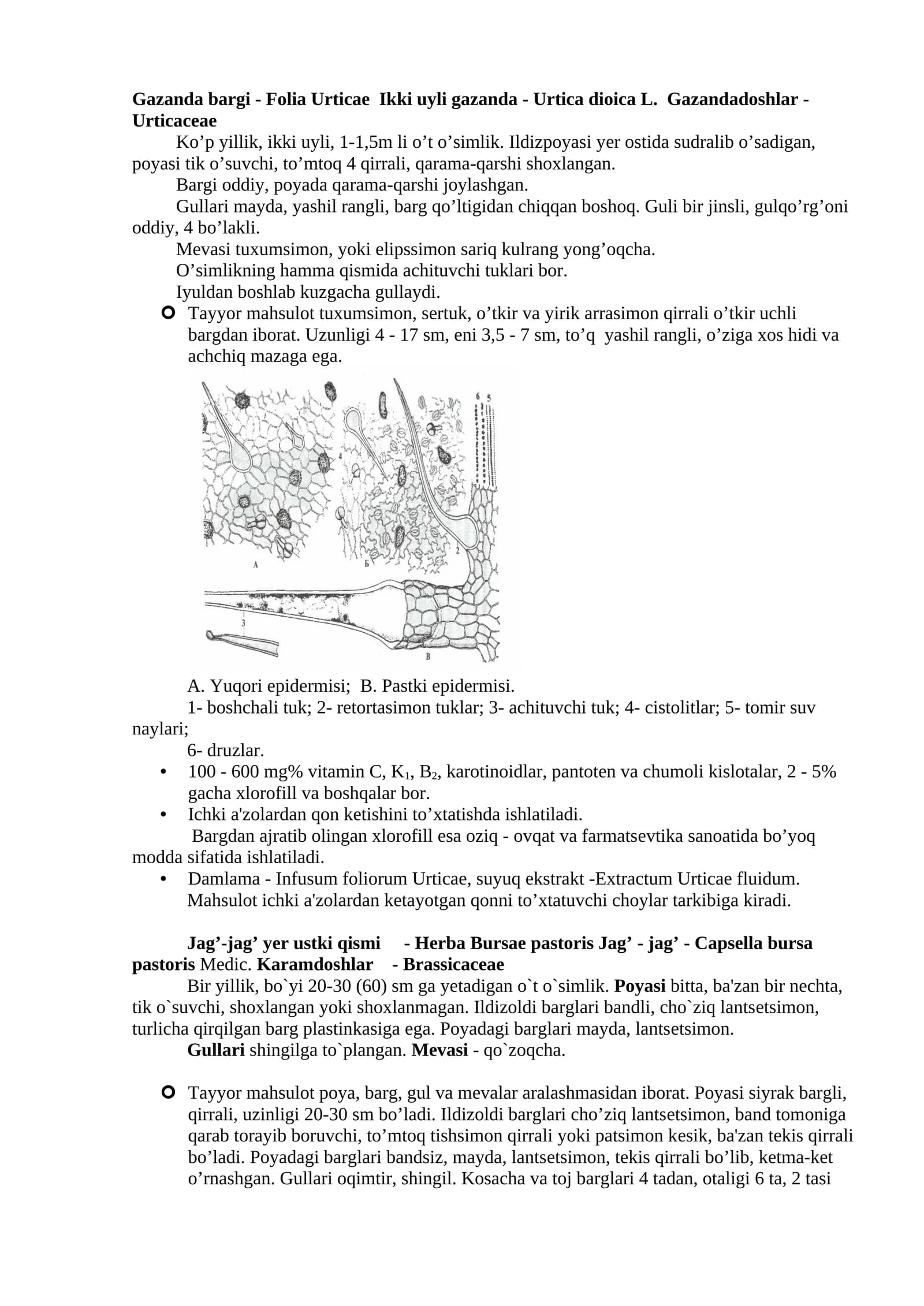 Gazanda bargi - Folia Urticae Ikki uyli gazanda