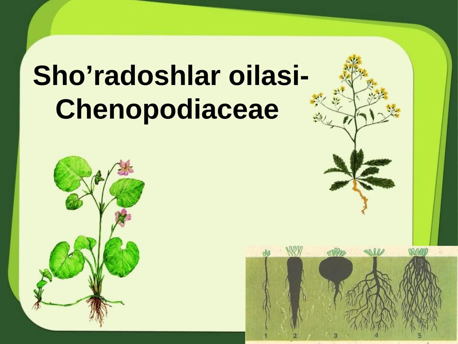 Sho'radoshlar oilasi-Chenopodiaceae