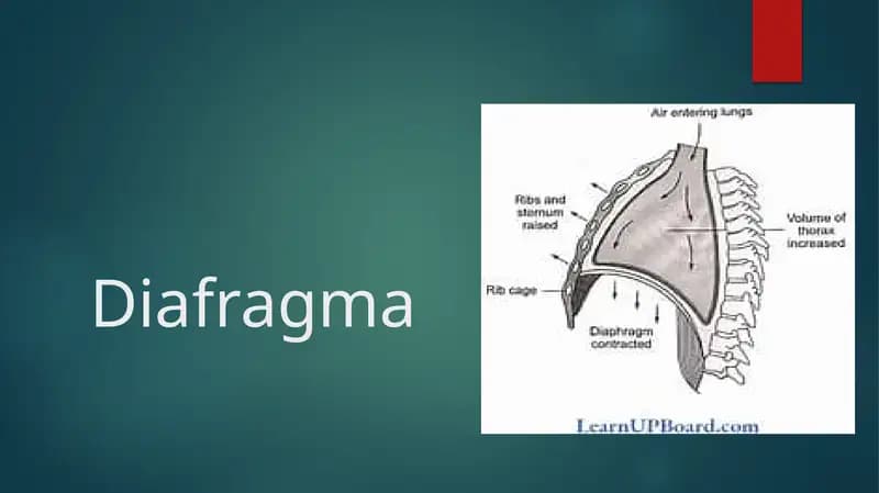 Diafragma
