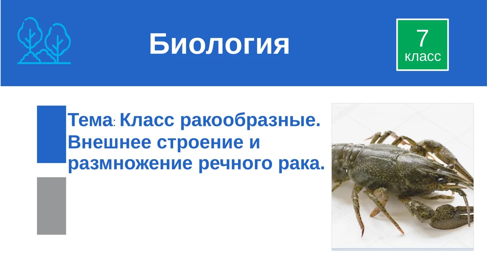 Класс ракообразные