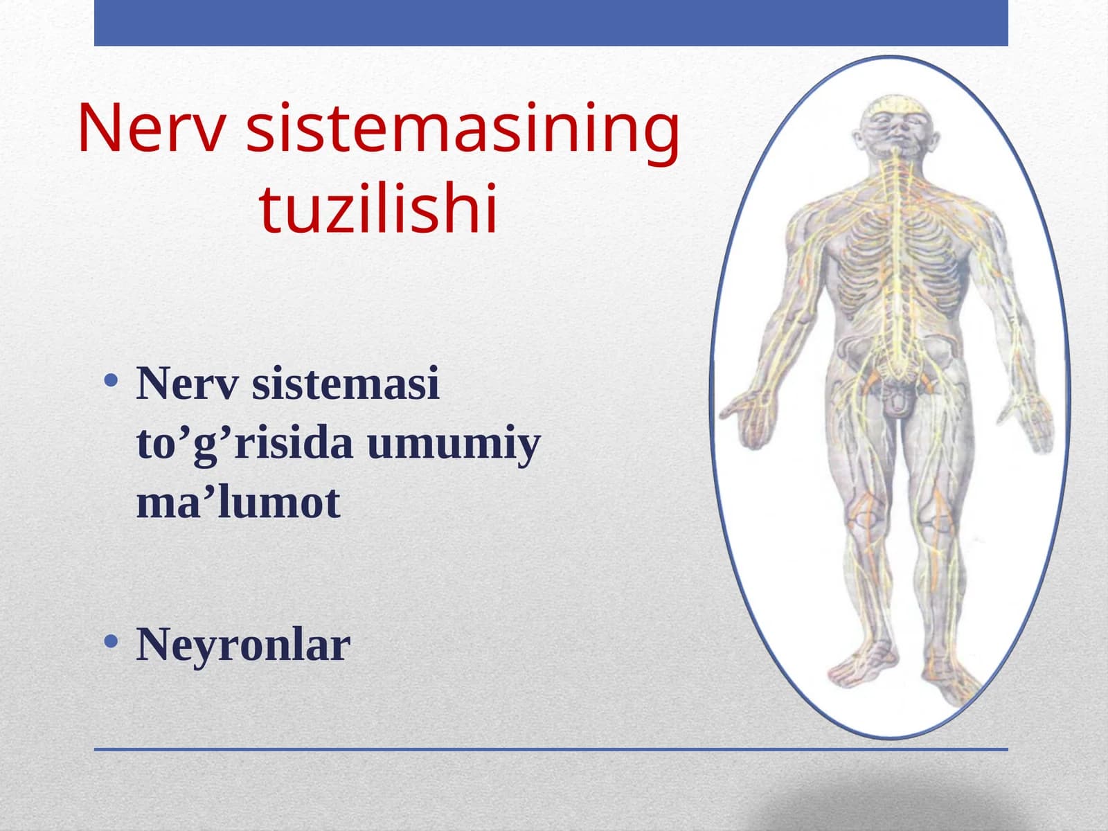 Neyronlar