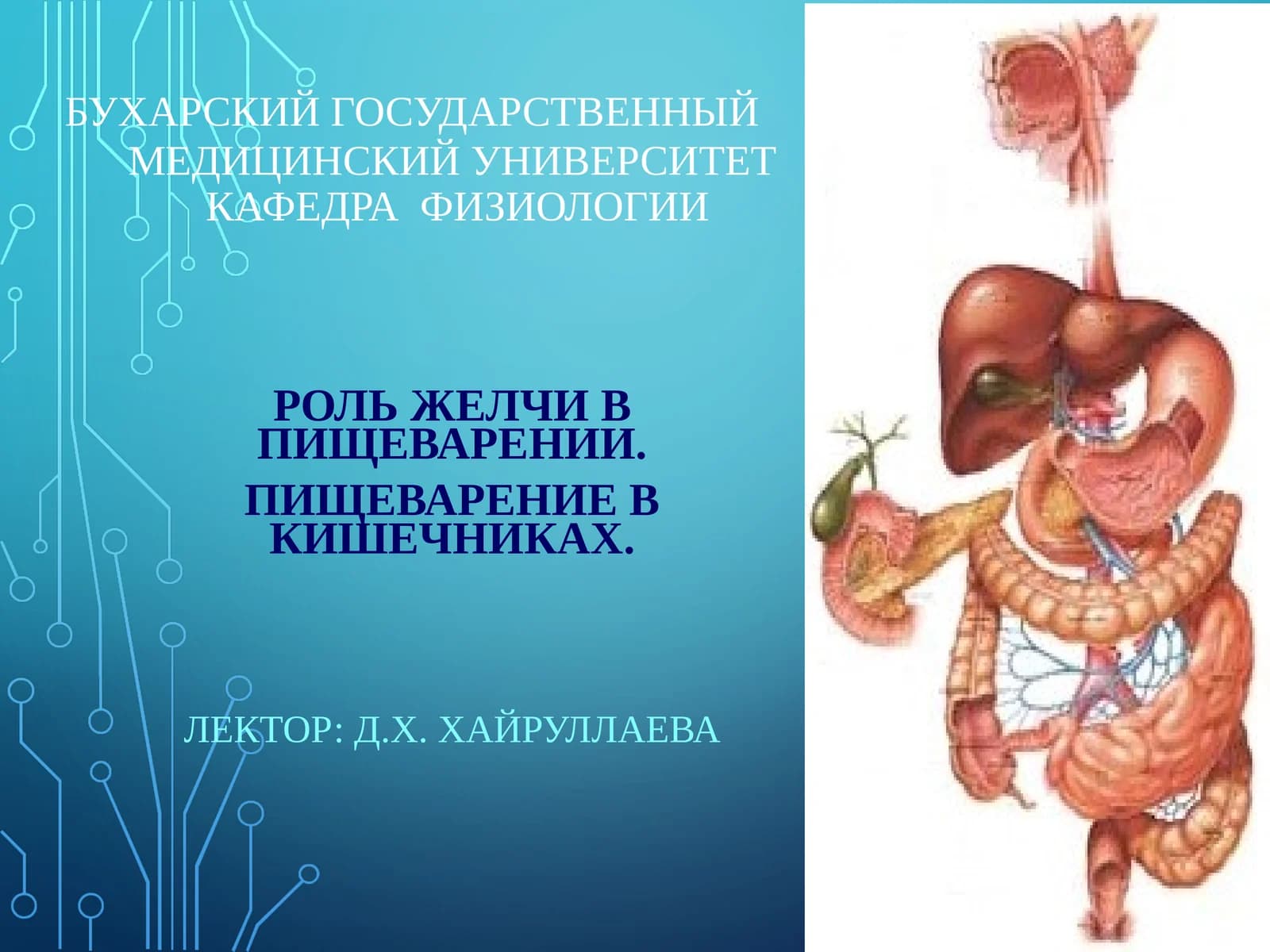 РОЛЬ ЖЕЛЧИ В ПИЩЕВАРЕНИИ