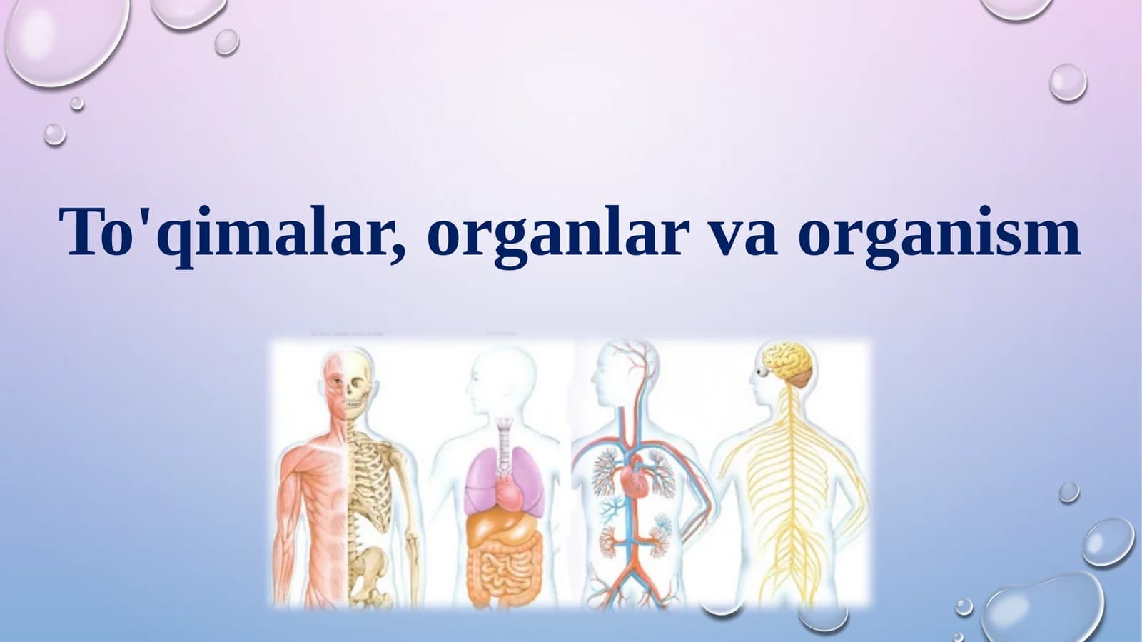 To'qimalar, organlar va organizm