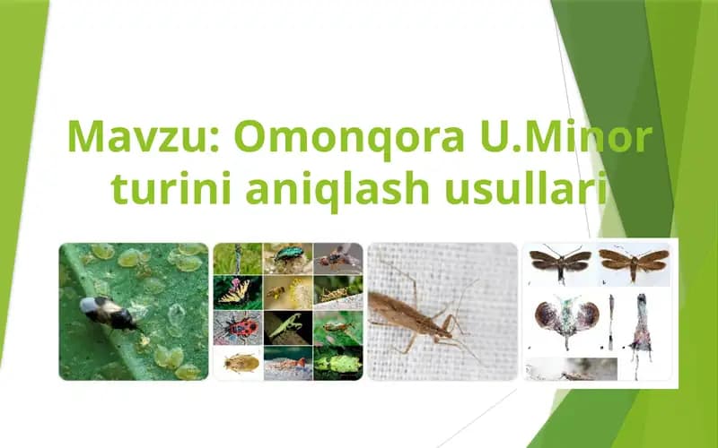 Omonqora U.Minor turini aniqlash usullari